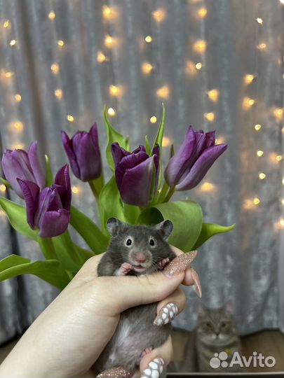 Сирийский хомяк