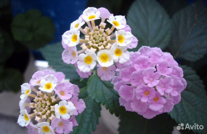 Лантана Камара смесь, семена