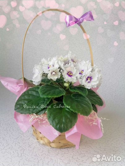 Цветы фиалки сортовые цветущие