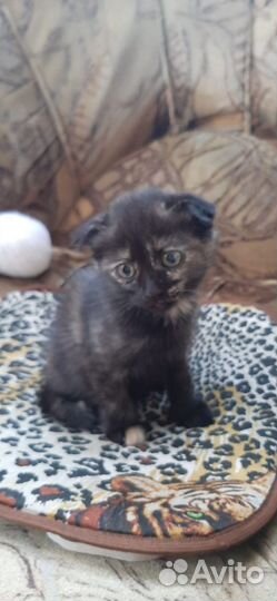 Котята. Девчонки вислоушки Дагестан. Мо