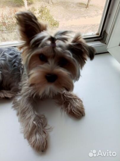 Йоркширский терьер