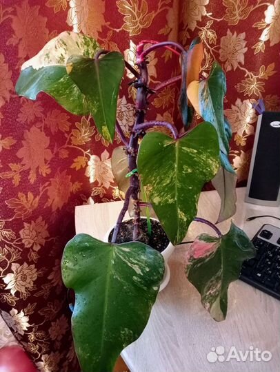 Филодендрон Ред Эмеральд вар