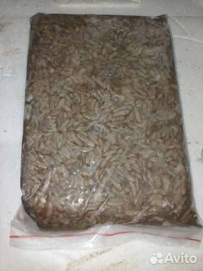 Опарыш зомарожени