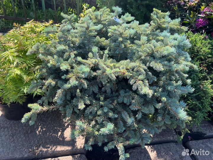 Ель глаука глобоза (Glauca Globosa) 80-100 см