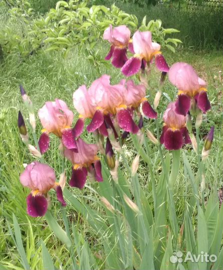 Ирисы бородатые