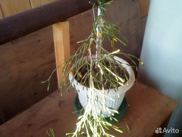 Комнатные цветы