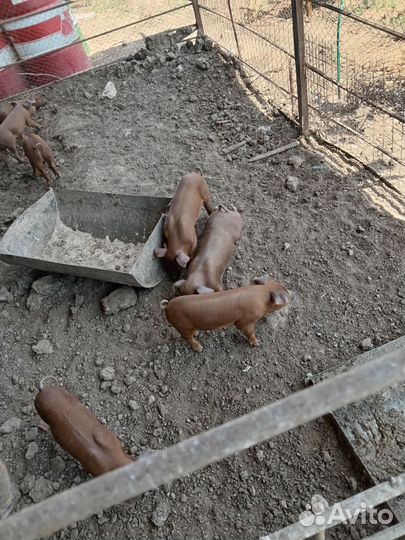 Поросята Дюрок