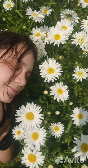 Ромашки крупные