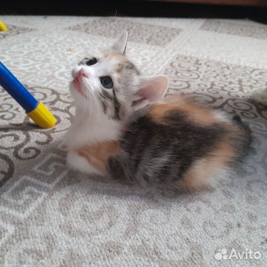 Котенок трёхцветный