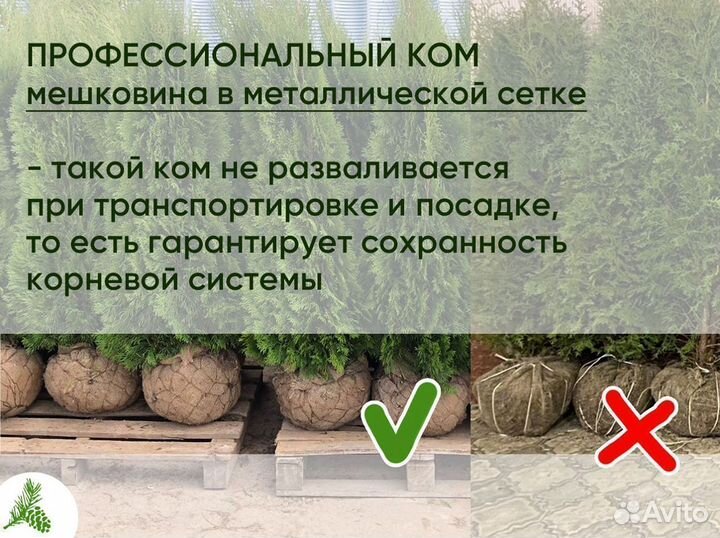 Туя оптом