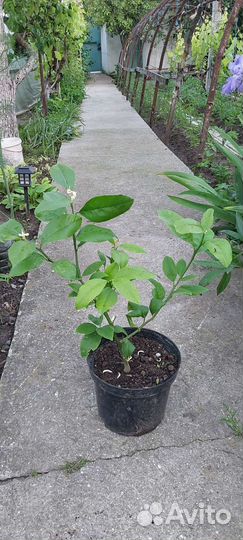 Лимонное дерево с плодами