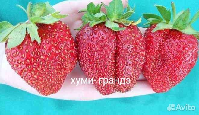 Рассада клубники