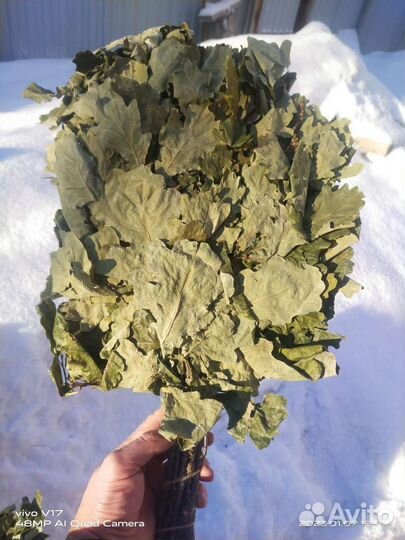 Дубовые веники для бани и сауны