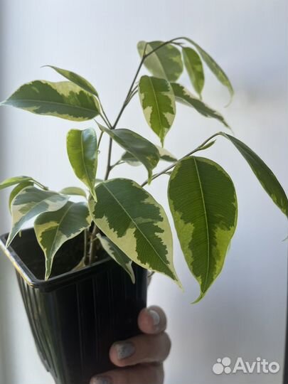 Замиокулькас, фикус