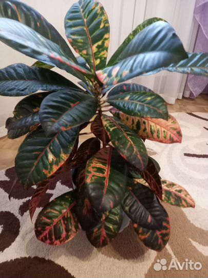 Цветок комнатный Кротон (Кодиеум)