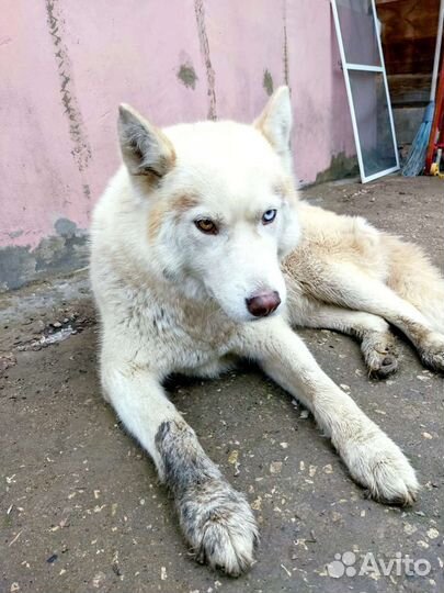 Найдена собака