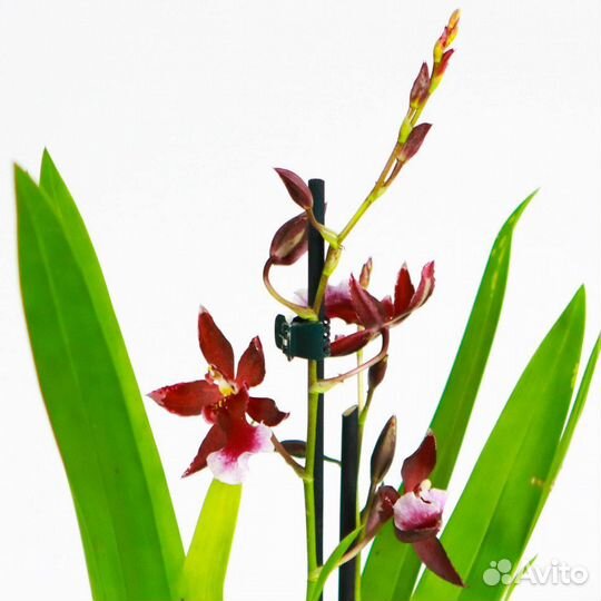 Фаленопсис, Камбрия, Антуриум и т. д