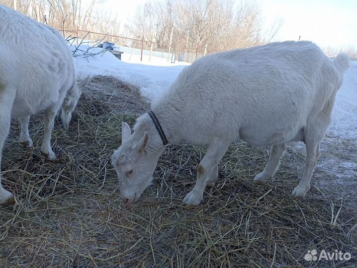 Продам дойную зааненскую козу