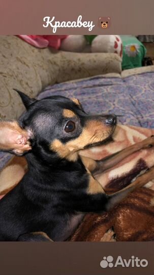 Вязка Той-терьер мальчик