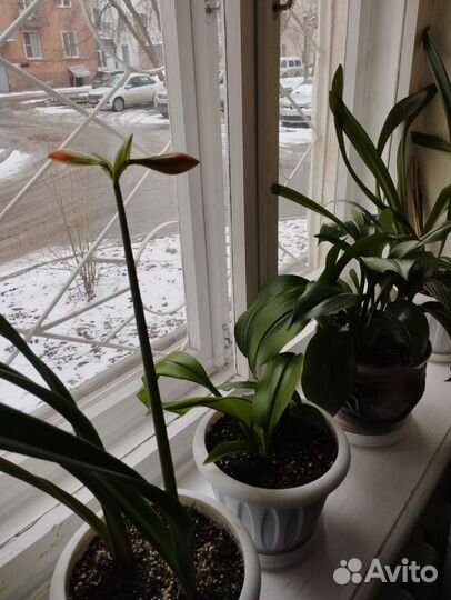 Комнатные растения цветы в ассортименте