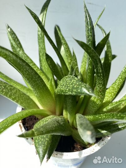 Гастерия флоу