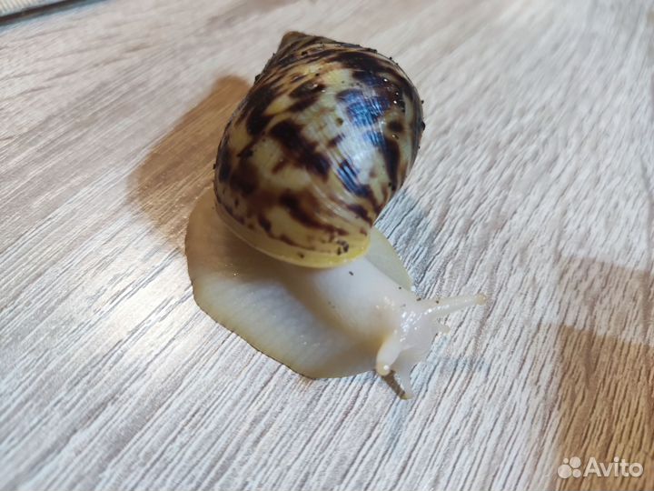 Улитки ахатины ретикулята альбино