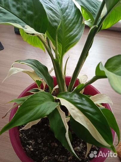 Спатифиллум пикассо