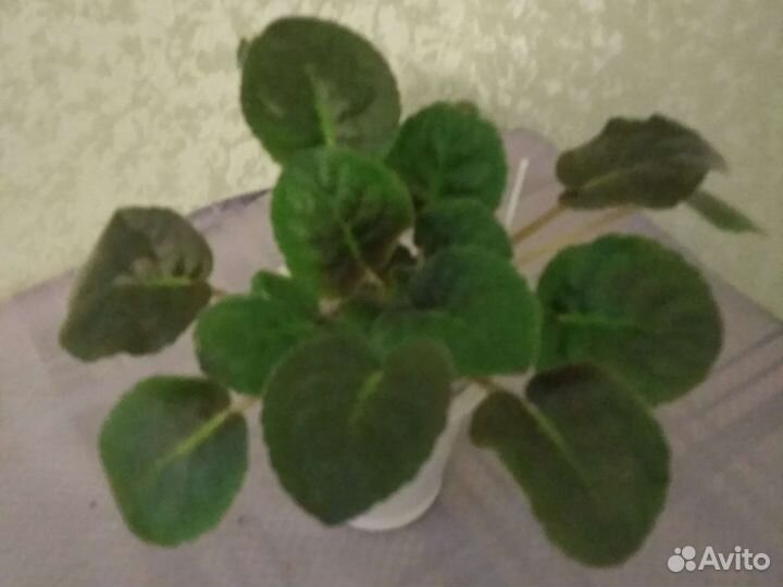 Сортовые фиалки