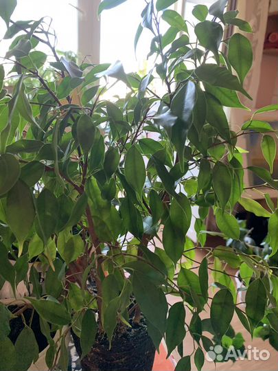 Фикус бенджамина плетеный