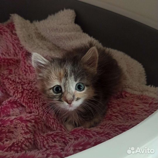 Кошачье ассорти