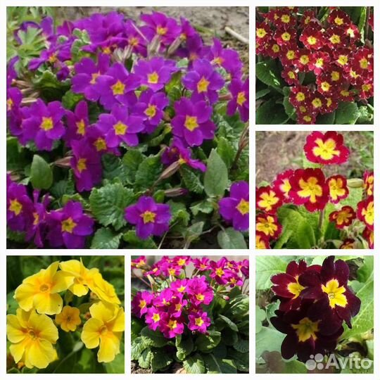 Семена примулы