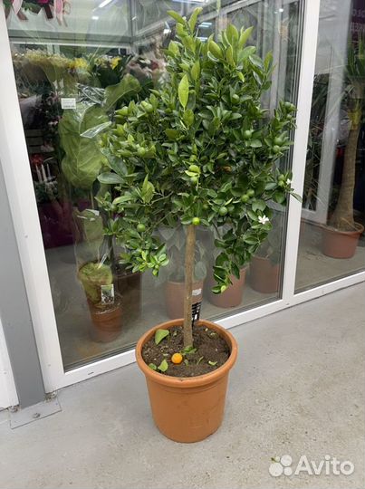 Цитрус Мандарин