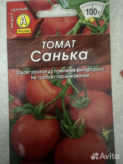 Рассада помидор