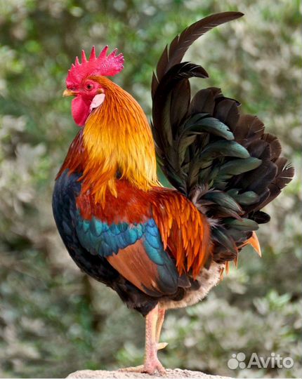 Петушки на мясо