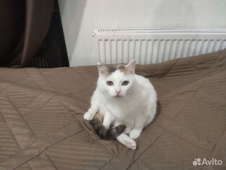 Кошечка для вязки