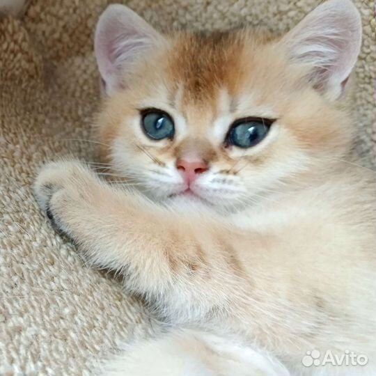 Британская кошка