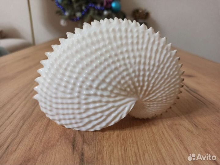 Морская раковина