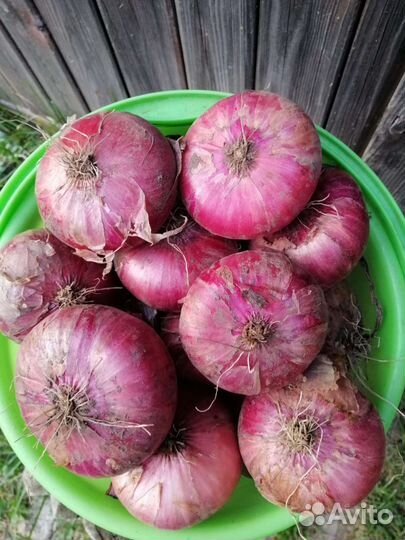 Лук даниловский