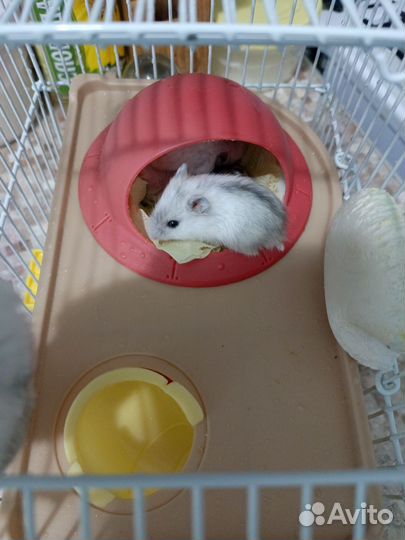 Джунгарский хомяк