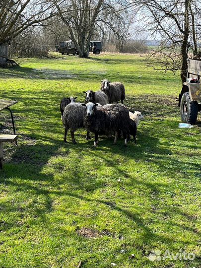 Овцы бараны ягнята оптом