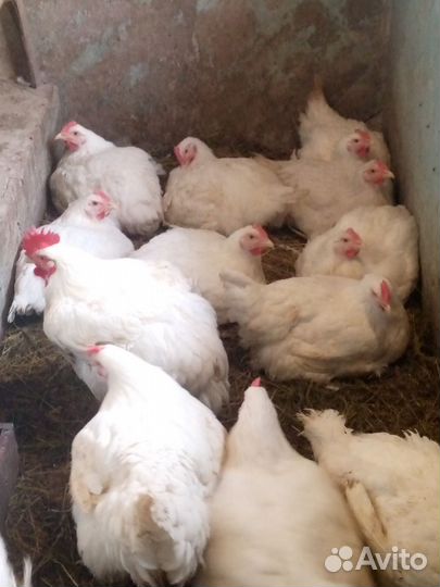 Мясо бройлера