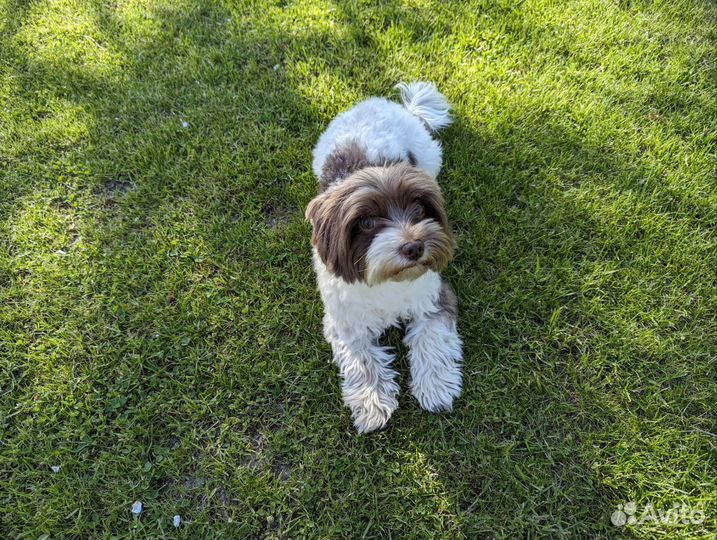 Бивер йорк вязка