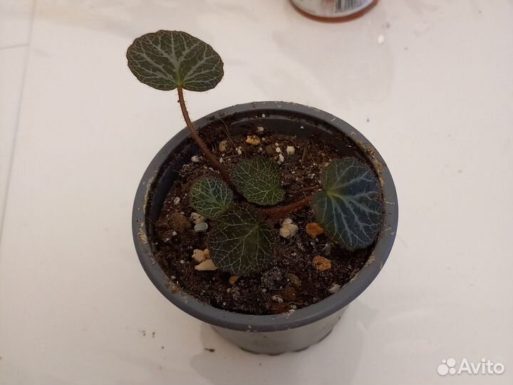 Камнеломка