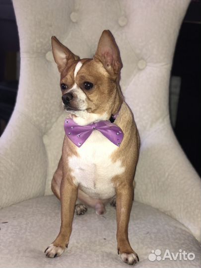 Чихуахуа кобель для вязки