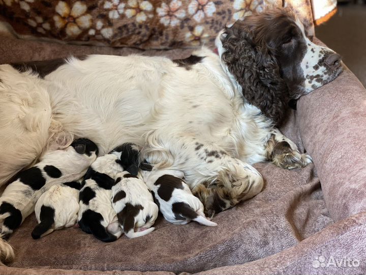 Дрессировка Зоотакси Передержка Зоопсихолог