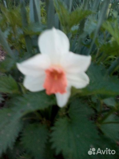 Нарциссы луковицы