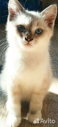 Великолепная охрана от грызунов