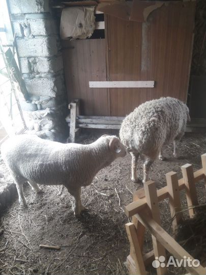 Овцы бараны ягнята