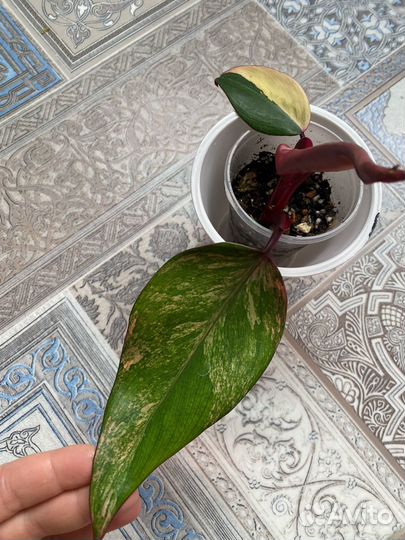 Филодендрон ред эмеральд вар