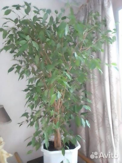 Роскошный Фикус Бенджамина